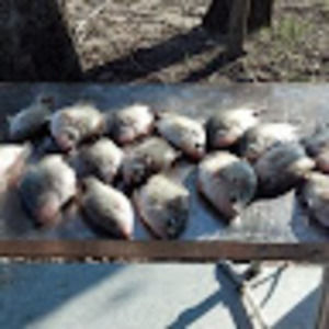 Meet your Posher, Danny